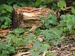 wood, tree stump, log