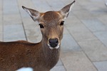 japan, nara, small deer