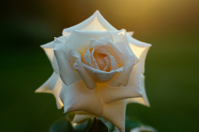 Free Rose Sunset Rose photo and picture
