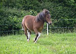 shetland pony, running, run