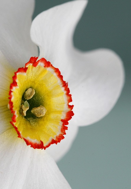 Free Blossom Bloom photo and picture