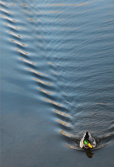Free Duck Water photo and picture