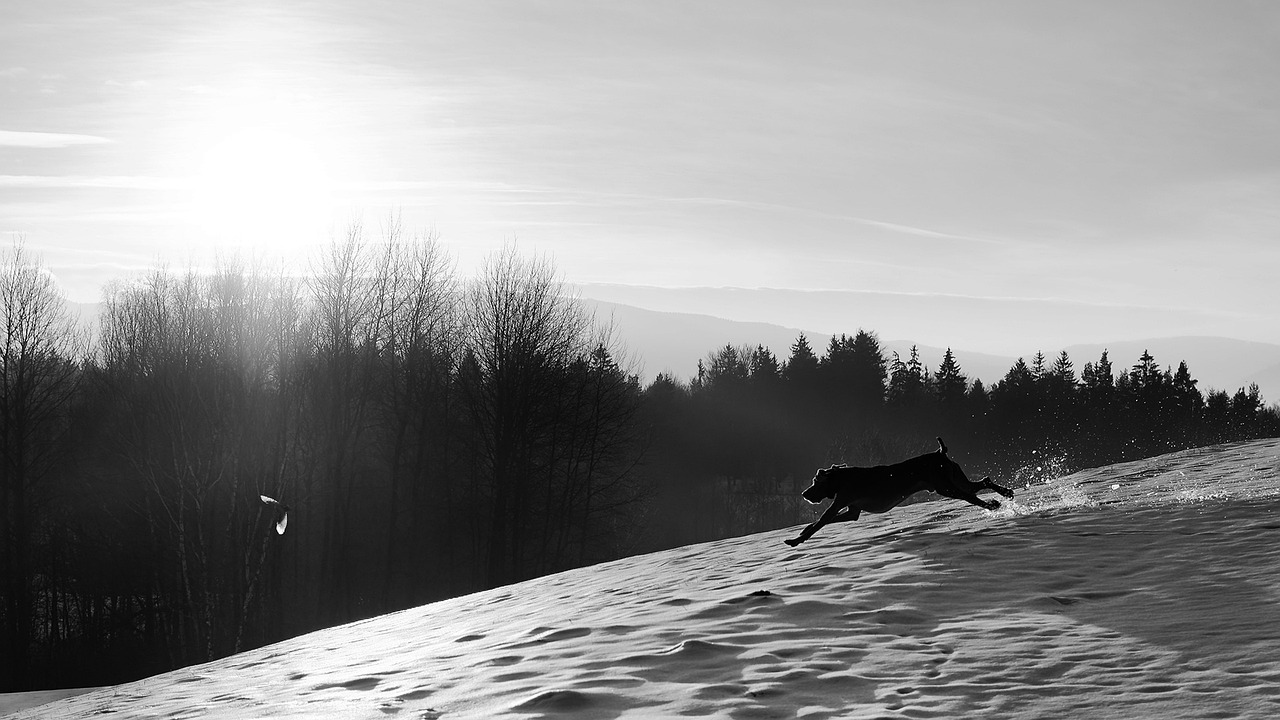 Le Chien Et L'Oiseau L'Exécution - Photo gratuite sur Pixabay