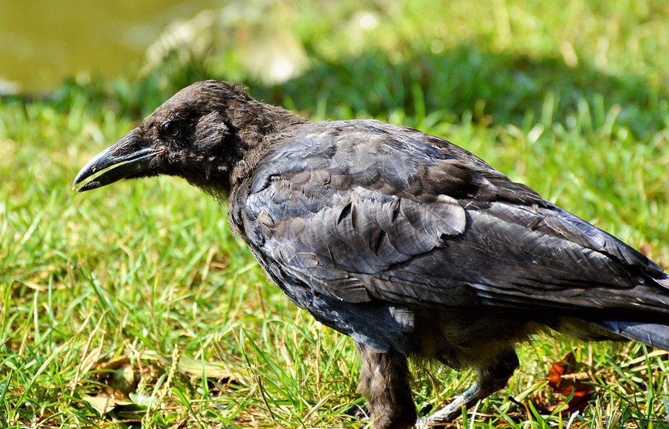 raven pássaro corvo carrion
