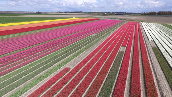 Blomster, Pære, Natur, Forår