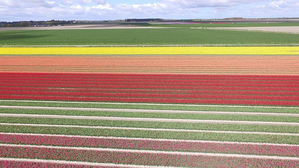 Blomster, Pære, Natur, Blomst Tapet