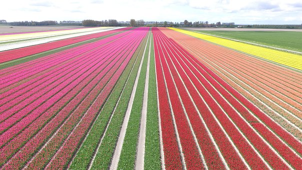 Blomster, Pære, Natur, Forår