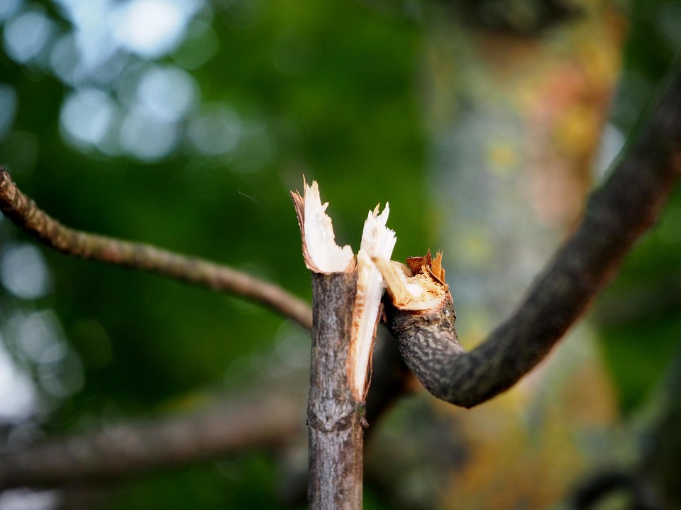 Branch Broken Branches · Free photo on Pixabay