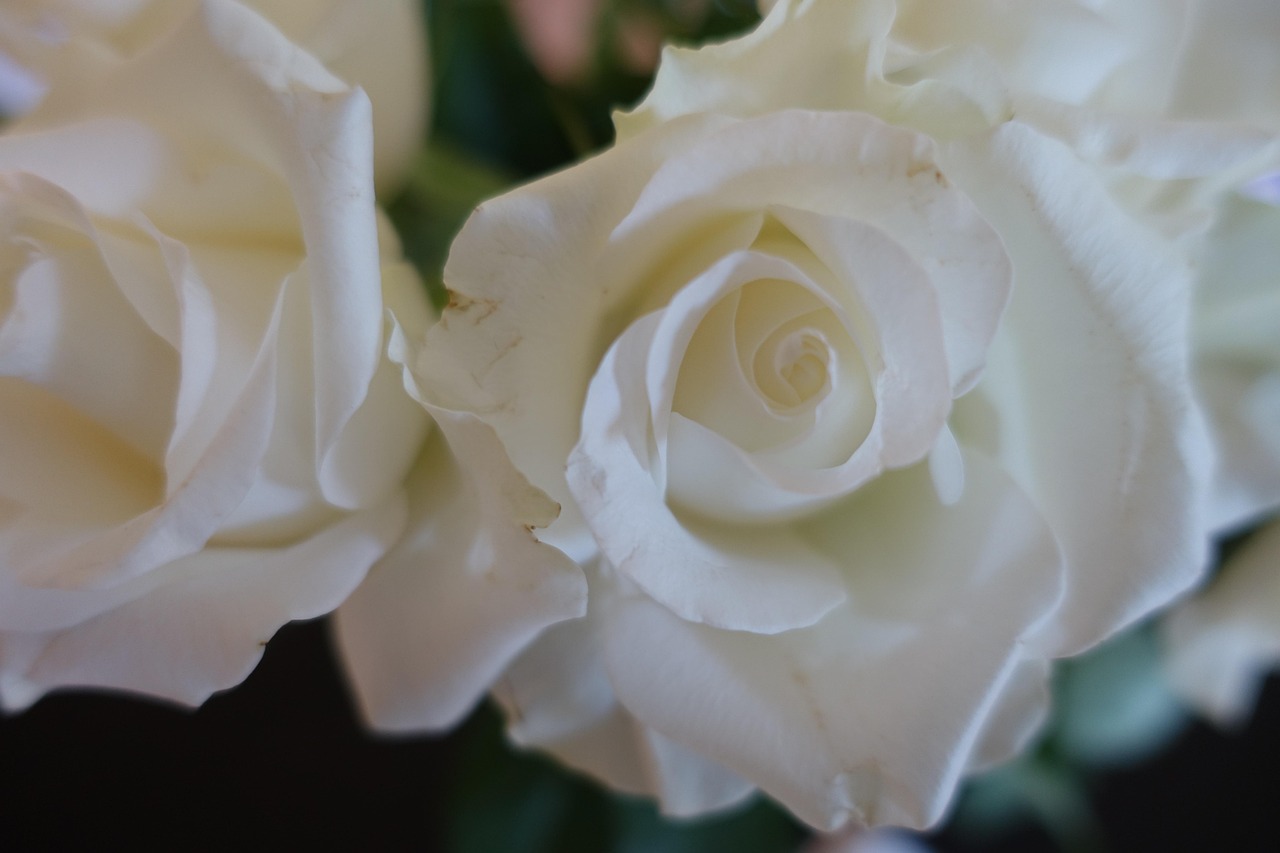 Weiße Rose Hochzeit Liebe - Kostenloses Foto auf Pixabay - Pixabay