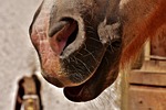 horse snout, nostrils, laugh