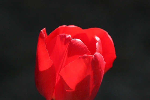 Free Tulip Backlight photo and picture