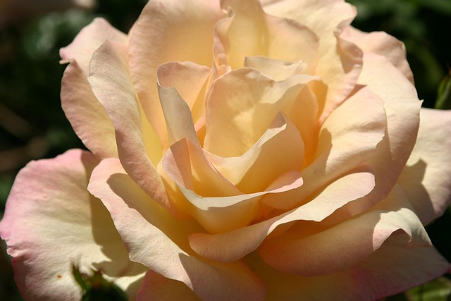 Free Rose Bloom photo and picture