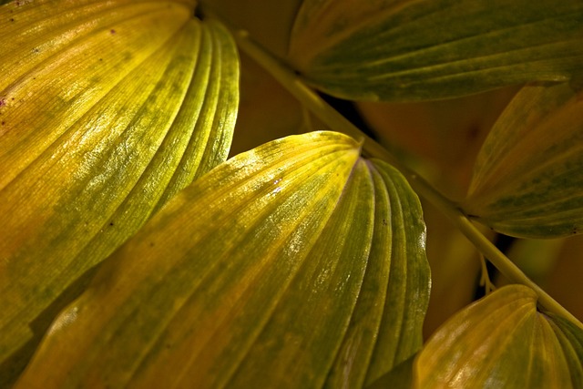 Free Leaf Green photo and picture