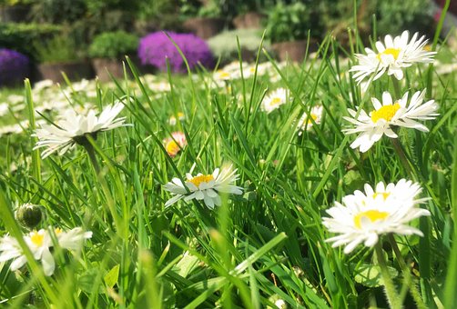 Free Meadow Flower photo and picture