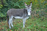 donkey, gray donkey, equine