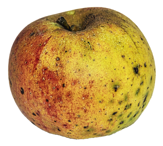 Free apple garden fruit biological illustration