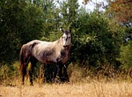 horse, filly, gray