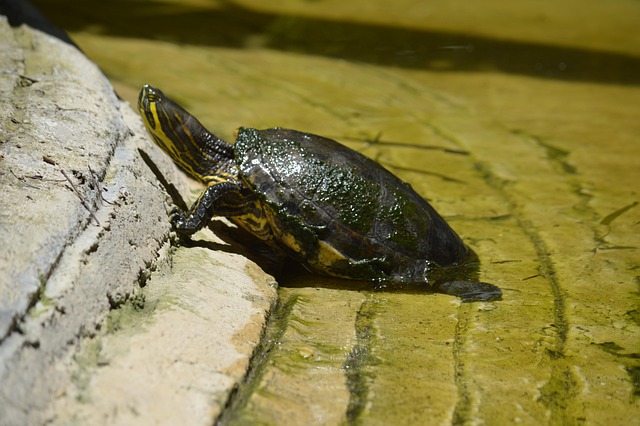 Free Turtle Habitat photo and picture