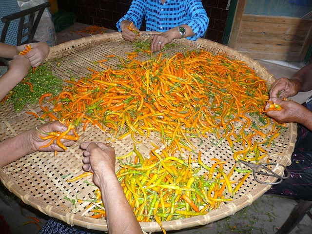 Free Chili Yellow Gong Pepper photo and picture