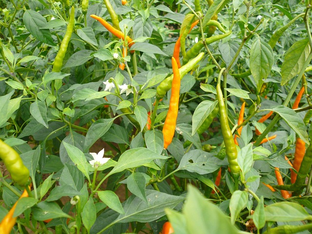 Free Chili Yellow Gong Pepper photo and picture