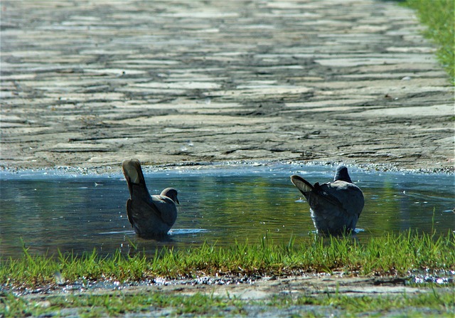 Free Pigeon Nature photo and picture