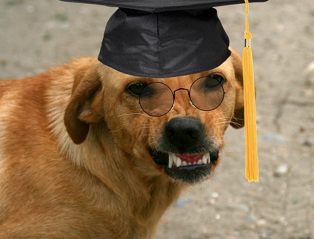 Dog, graduation, glasses and animal — photo by AdinaVoicu