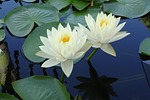 early summer flowers, summer flowers, white flowers