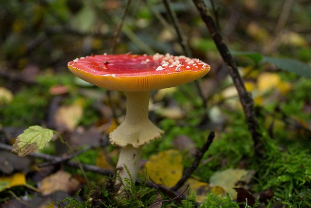 Free Mushroom Toadstool photo and picture