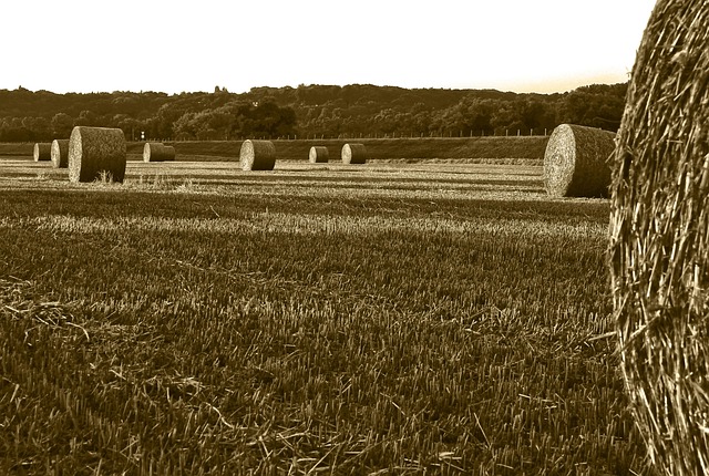 Free Field Straw Bales photo and picture