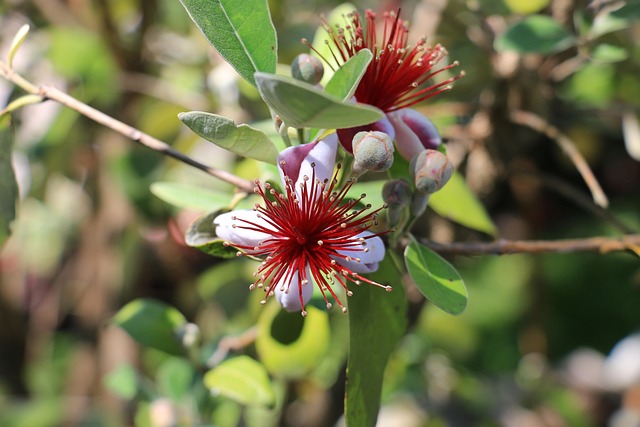 Free Flower Garden photo and picture