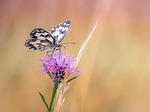 butterfly, chess board, macro