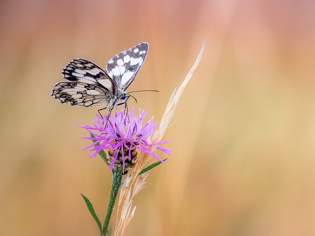 Free Butterfly Chess Board photo and picture