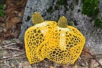 dictyophora indusiata, yellow gabion mushroom, mushroom mantle