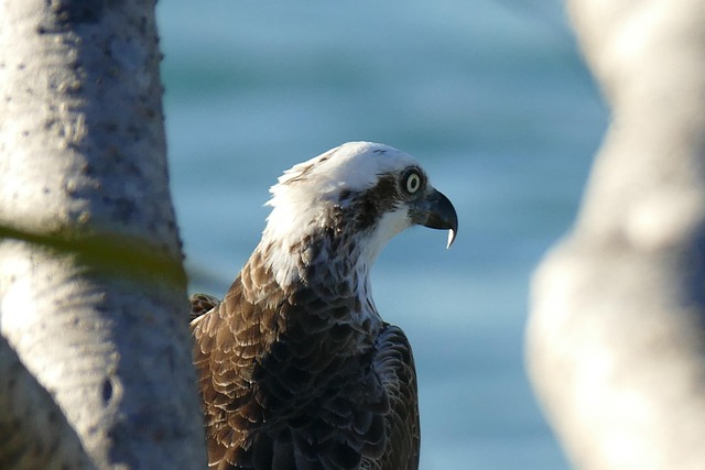 Vögel, Fischadler, Adler, Natur, Coolum