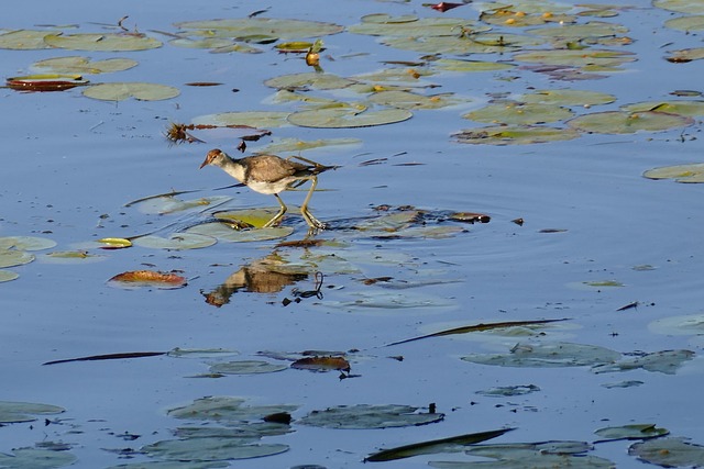 Vögel, Natur, Jacana, See