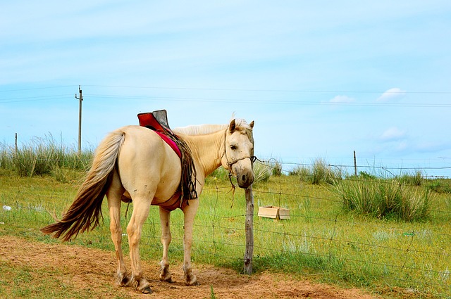 Binnen-Mongolië, Paard, Gol