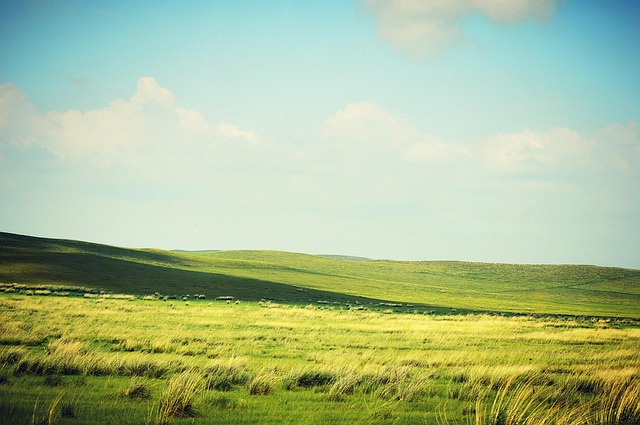 Grasland, Gol, White Cloud
