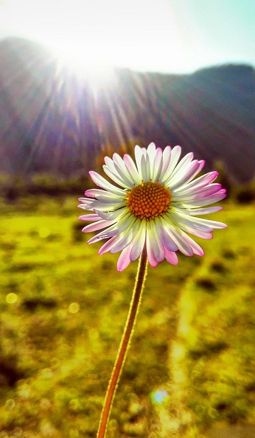 Blomst, Blomst Baggrund, Smukke Blomster
