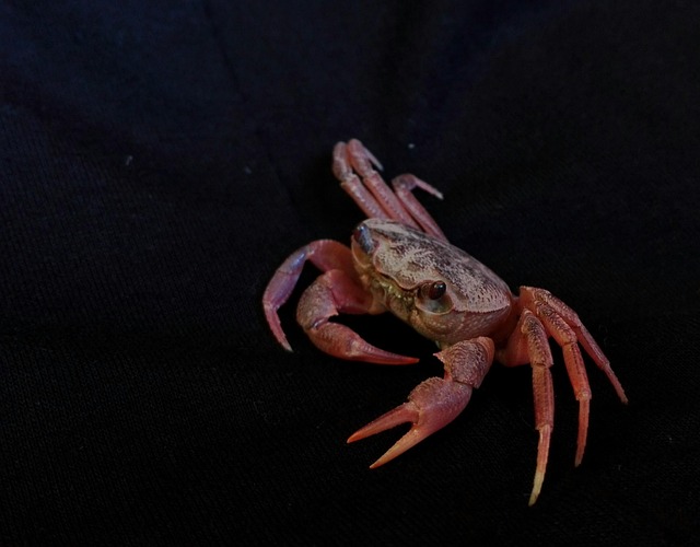Makro, Detalje, Krabbe, Krebsdyr