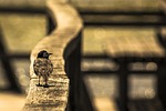 bird on railing, white wagtail, spring lake