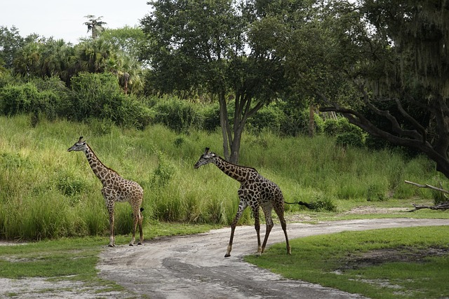 Free Animals Giraffe photo and picture
