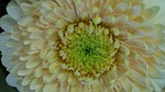 gerbera, flower, large