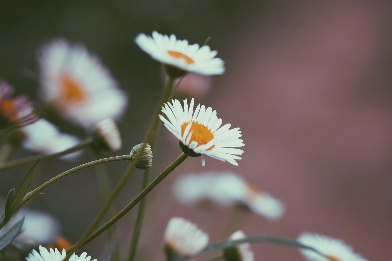 Flowers Natural Freshness Free photo on Pixabay Pixabay