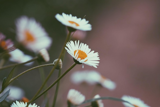 Flowers, Natural, ดอกไม้สวย, Freshness