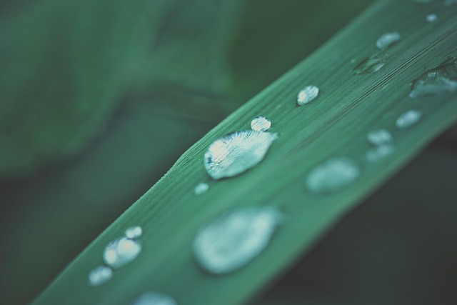 Green, Drop, Water, Grass, Leaves, Rain