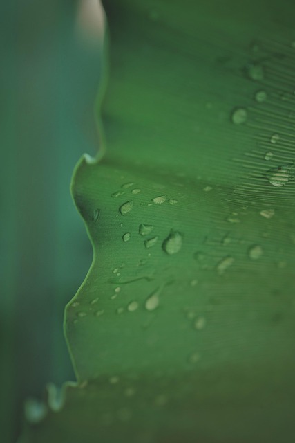 Leaves, Green, Natural, Nature, Tree