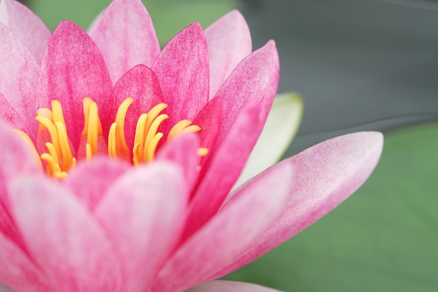 Pink, Flower, พื้นหลังดอกไม้, Nature