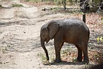 elephant, africa, elephantine