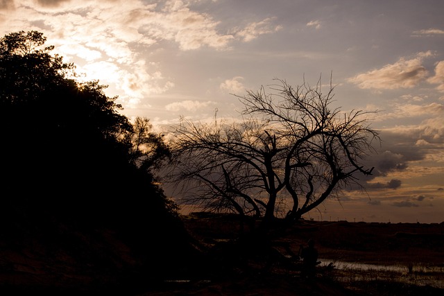 Free Backlighting Branches photo and picture