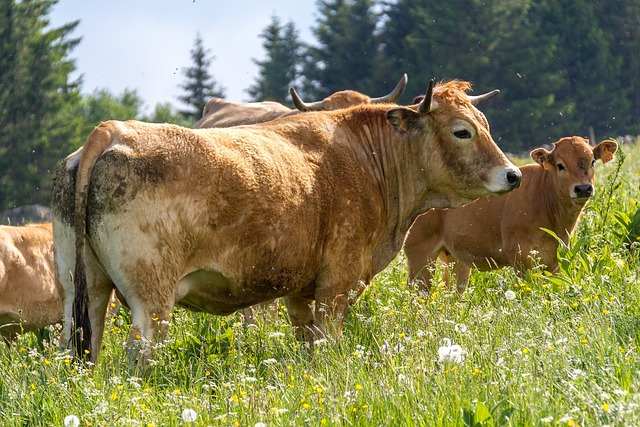 Free Cow Pre photo and picture